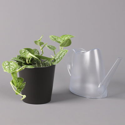 Gefleckte Efeutute 'Argyraeus, in Keramiktopf anthrazit, Topf-Ø 12 cm, 3er-Set