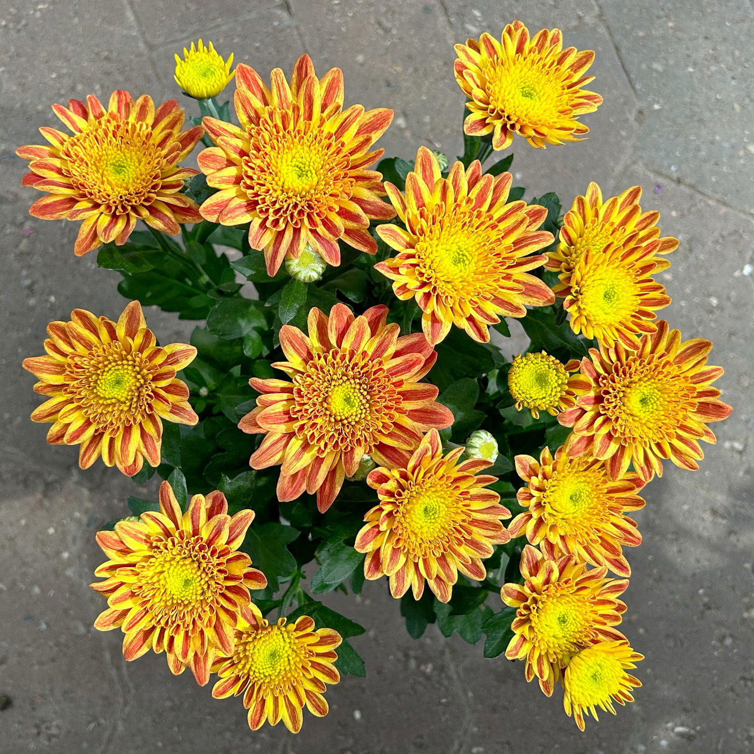 Chrysantheme 'Artistic Pomona' orange-gelb, Topf-Ø 14 cm, 4 Stück