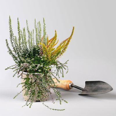 Knospenheide 'Beautybelle®', Mix zufällig, Topf-Ø 11 cm, 6 Pflanzen Knospenheide 'Beautybelle®', Mix zufällig, Topf-Ø 11 cm, 6 Pflanzen