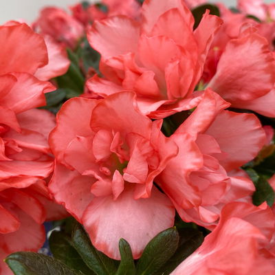 Azalee Hortinno® 'Christine Magic', lachs, Topf-Ø 13 cm, H.ca. 25cm, 3 Pflanzen Azalee Hortinno® 'Christine Magic', lachs, Topf-Ø 13 cm, H.ca. 25cm, 3 Pflanzen