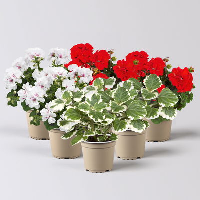 Pflanzenkreation Geranienzauber, groß, 6 Pflanzen Pflanzenkreation Geranienzauber, groß, 6 Pflanzen