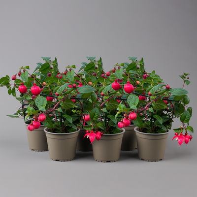 Fuchsien hängend, rot-weiß, Topf-Ø 12 cm, 6er-Set Fuchsien hängend, rot-weiß, Topf-Ø 12 cm, 6er-Set