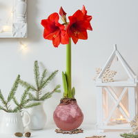 Amaryllis in Wachs, Dekor 'Superior Pink', Blüte rot