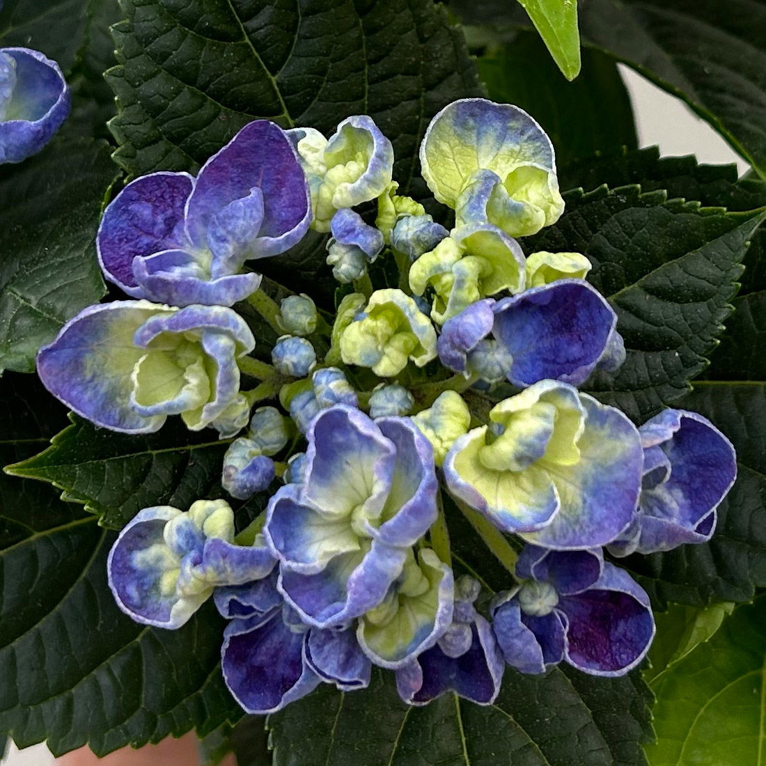 Hortensie 'Curly Wurly®' blau, Topf-Ø 10 cm, 2er-Set