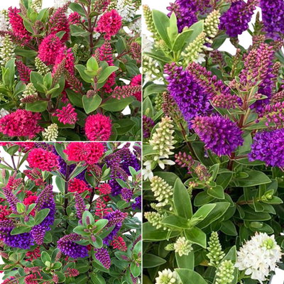 Hebe All Blooms® 'Twin', Duo zufällig, Topf 12 cm Ø, 3 Pflanzen Hebe All Blooms® 'Twin', Duo zufällig, Topf 12 cm Ø, 3 Pflanzen