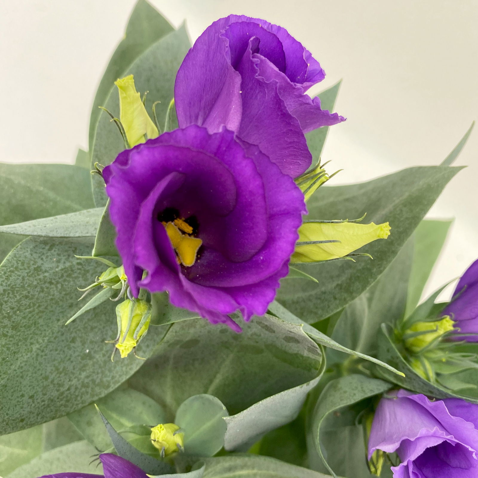 Lisianthus, blau, Topf-Ø 10,5 cm, 6 Pflanzen