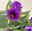 Lisianthus, blau, Topf-Ø 10,5 cm, 6 Pflanzen