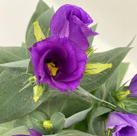Lisianthus, blau, Topf-Ø 10,5 cm, 6 Pflanzen