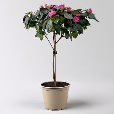 Azalee, Stamm, Farbe zufällig, Topf-Ø 13cm, Höhe ca. 45 cm, 2 Pflanzen Azalee, Stamm, Farbe zufällig, Topf-Ø 13cm, Höhe ca. 45 cm, 2 Pflanzen
