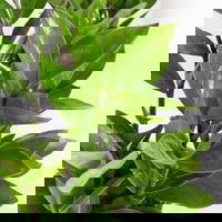 Grünpflanzenkreation 'Einsteiger-Mix', Topf-Ø 12cm + Übertopf Dallas, 4 Pflanzen