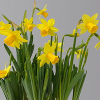 Narzisse 'Tête-à-Tête' gelb, vorgetrieben, Topf-Ø 15 cm, 3 Pflanzen