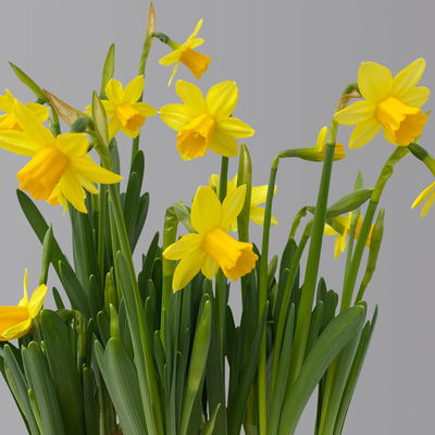 Narzisse 'Tête-à-Tête' gelb, vorgetrieben, Topf-Ø 15 cm, 3 Pflanzen