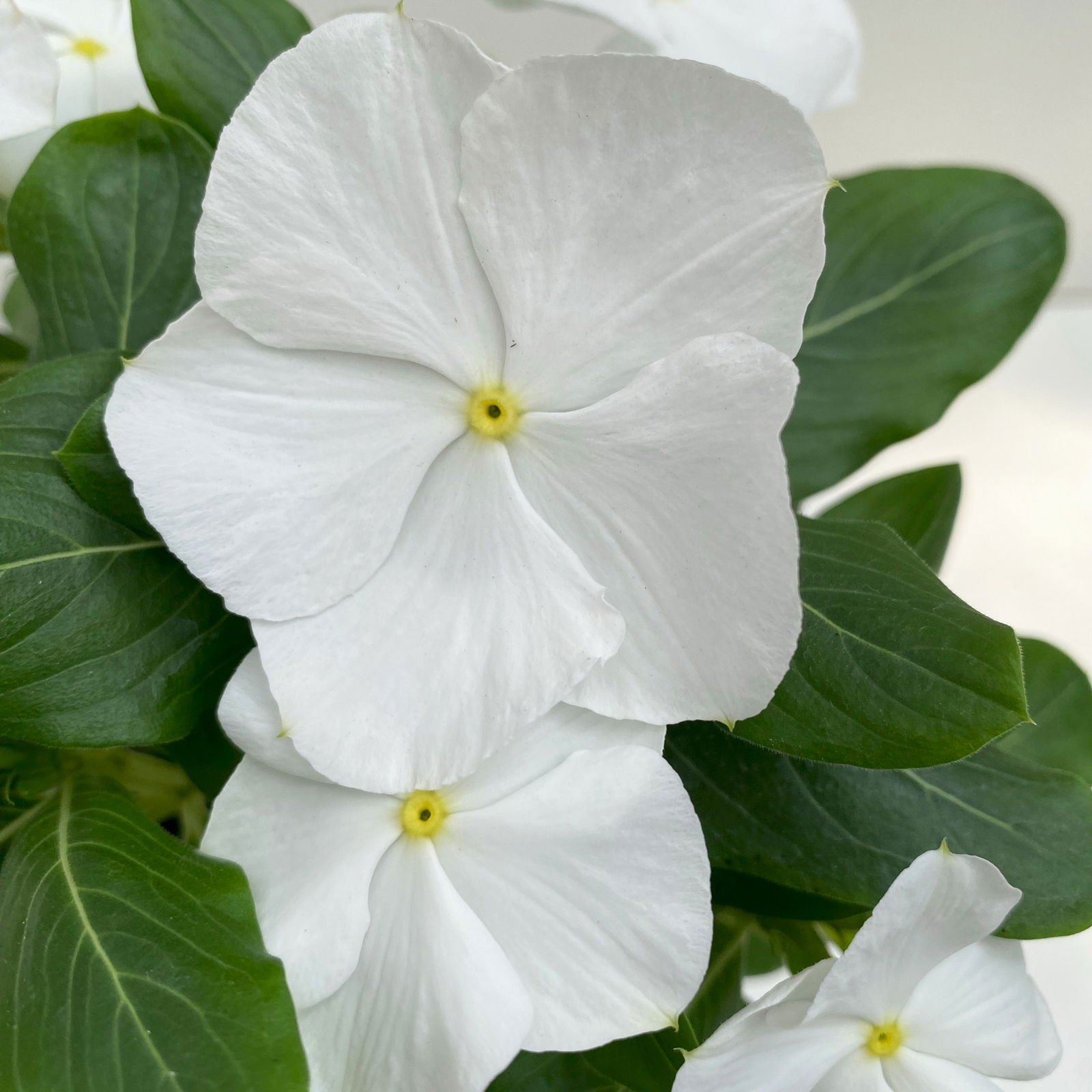 Catharanthus, Farben zufällig, Topf-Ø 13 cm, 6 Pflanzen
