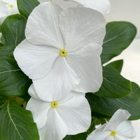 Catharanthus, Farben zufällig, Topf-Ø 13 cm, 6 Pflanzen