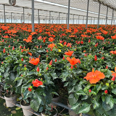 Hibiskus, orange, Stamm, Topf-Ø 17 cm, Höhe ca. 70 cm