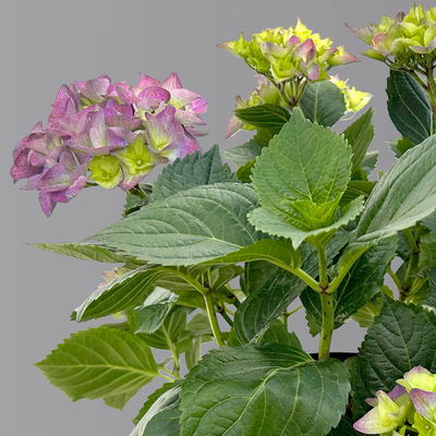 Öfterblühende Gartenhortensie Forever&Ever® Blau, 5 Liter Topf