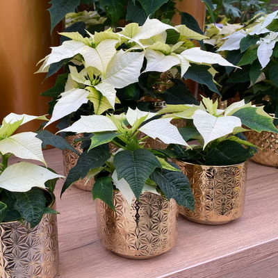 Bio Weihnachtsstern, weiß, Topf-Ø 12 cm, 3 Pflanzen