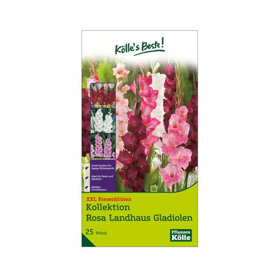 XXL Kollektion 'Rosa Landhaus' Gladiolen Größe 12/14, 25 Blumenzwiebeln XXL Kollektion 'Rosa Landhaus' Gladiolen Größe 12/14, 25 Blumenzwiebeln