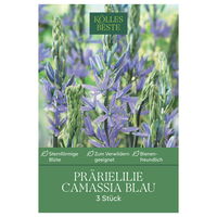 Camassia Leichtlinii (Blaue Prärielilie) blau, 3 Blumenzwiebeln