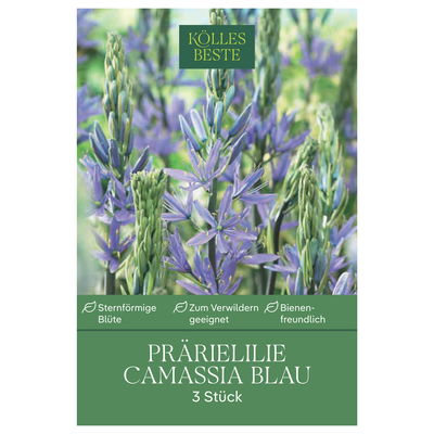 Camassia Leichtlinii (Blaue Prärielilie) blau, 3 Blumenzwiebeln Camassia Leichtlinii (Blaue Prärielilie) blau, 3 Blumenzwiebeln