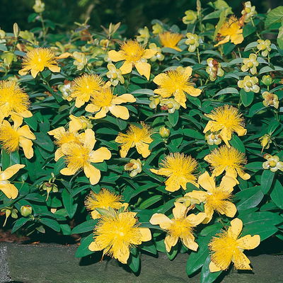 Hypericum 'Rose von Sharon', gelb, Topf 9x9 cm, 3 Pflanzen