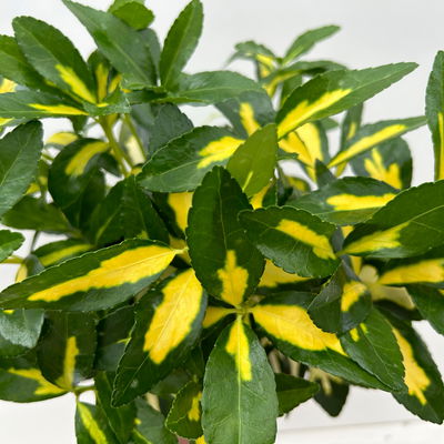 Japanischer Spindelstrauch 'Goldqueen'Ⓢ, Topf-Ø 17 cm, 2er-Set Japanischer Spindelstrauch 'Goldqueen'Ⓢ, Topf-Ø 17 cm, 2er-Set