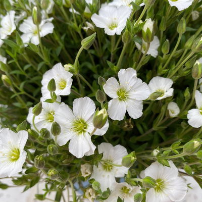 Berg-Sandkraut, weiß, Topf 3 Liter