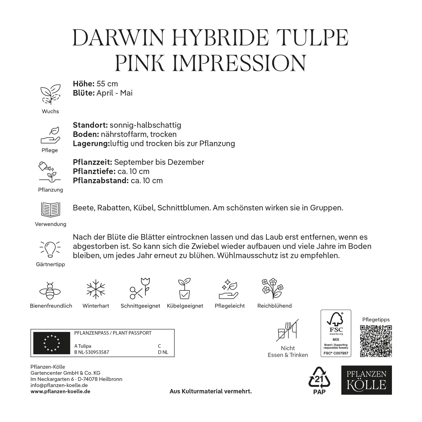 XXL Darwin Hybride Tulpen Pink Impression pink, 7 Blumenzwiebeln