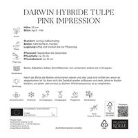 XXL Darwin Hybride Tulpen Pink Impression pink, 7 Blumenzwiebeln