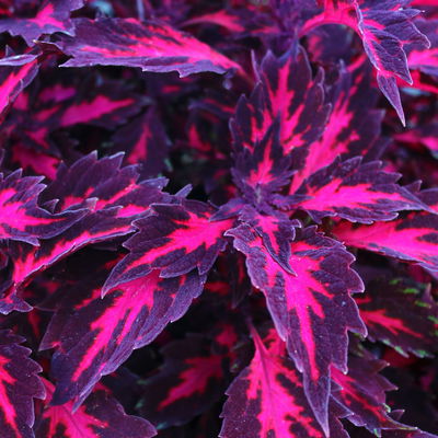 Buntnessel 'Down Town Royalty', rot-pink, Topf-Ø 12 cm, 6 Pflanzen