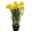 Kölle Narzissen 'Carlton' gelb, vorgetrieben im 12 cm Topf