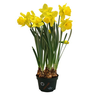 Narzisse 'Carlton' gelb, großblütig, vorgetrieben, Topf-Ø 12 cm, 6 Pflanzen