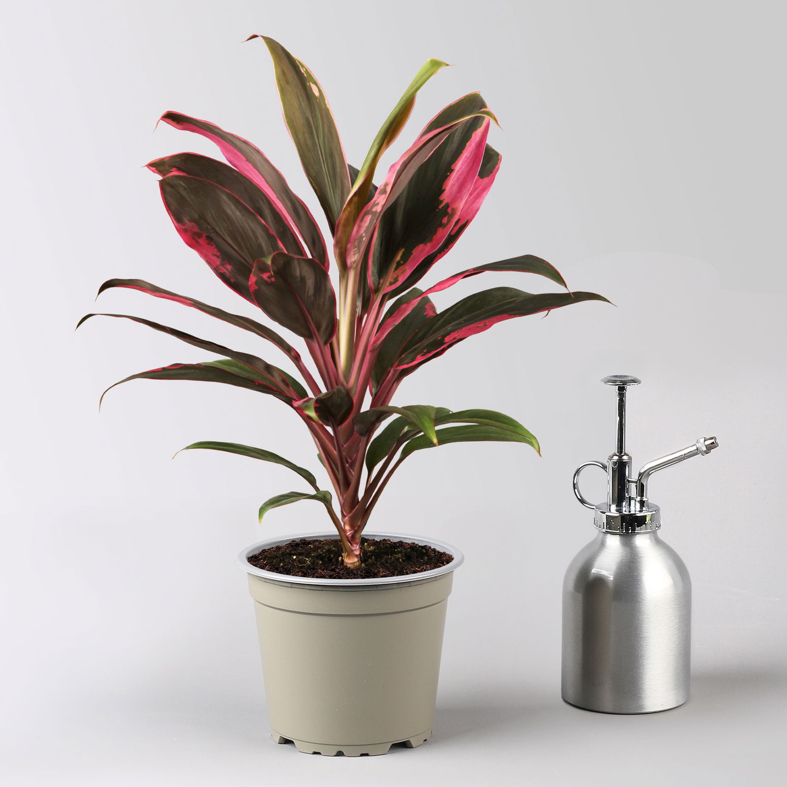 Grünpflanzen-Set Urban Jungle, dunkellaubig, Topf-Ø 12 cm, 4 Pflanzen