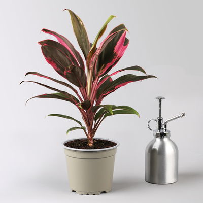 Grünpflanzen-Set Urban Jungle, dunkellaubig, Topf-Ø 12 cm, 4 Pflanzen