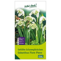 Schneeglöckchen (Galanthus Flora Pleno) gefüllt, weiß, 7 Blumenzwiebeln