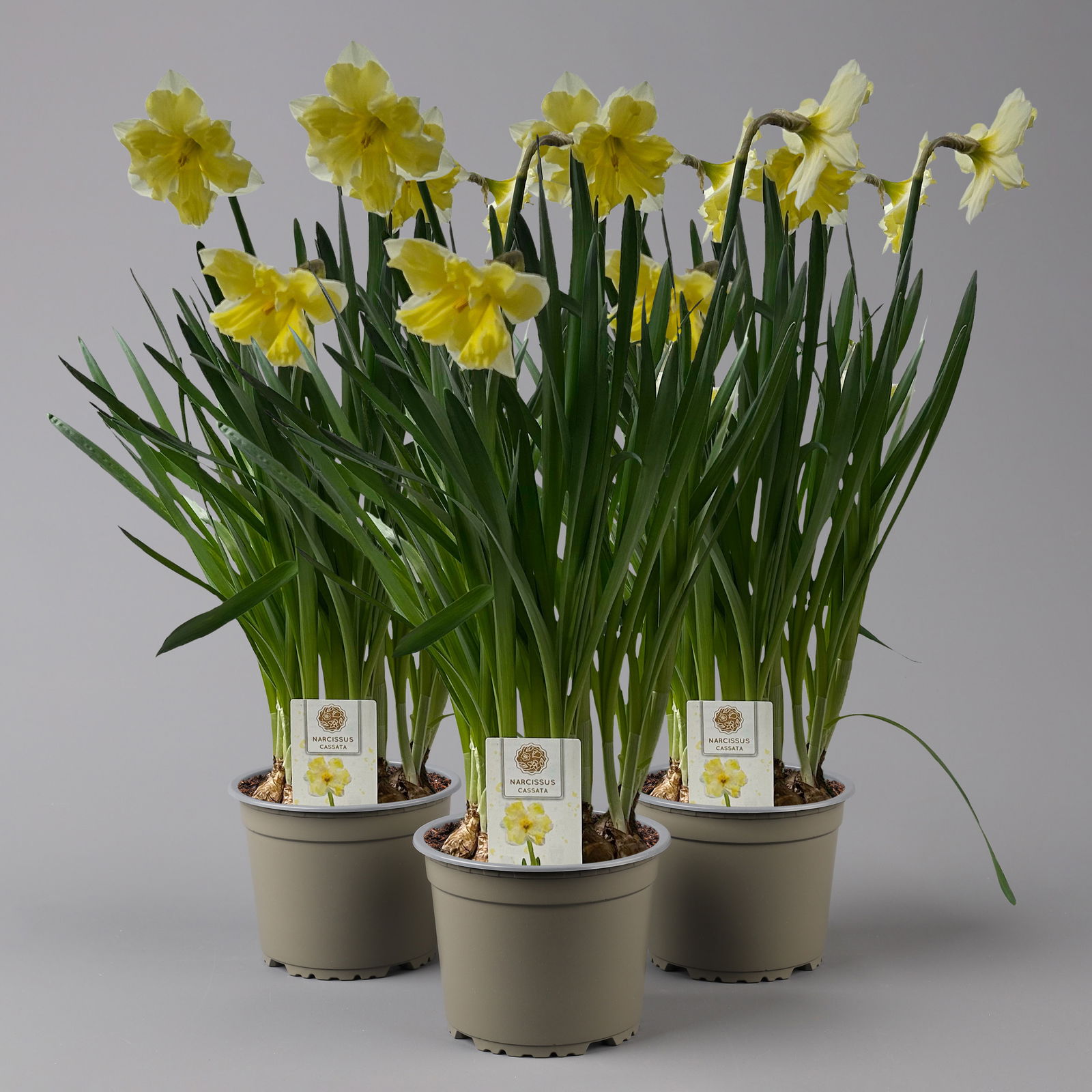 Narzisse 'Cassata' hellgelb, vorgetrieben, Topf-Ø 15 cm, 3 Pflanzen