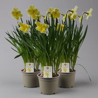 Narzisse 'Cassata' hellgelb, vorgetrieben, Topf-Ø 15 cm, 3 Pflanzen
