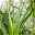 Keulenlilie 'Variegata' grün-weiß, Topf-Ø 13 cm, 2er-Set