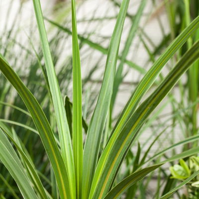 Keulenlilie 'Variegata' grün-weiß, Topf-Ø 13 cm, 2er-Set Keulenlilie 'Variegata' grün-weiß, Topf-Ø 13 cm, 2er-Set