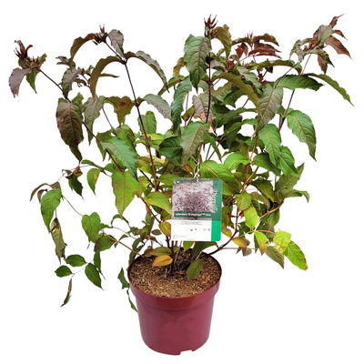 Rotlaubige Amerikanische Weigelie 'Diva'(s), rot, 4er-Set, Topf 5 Liter