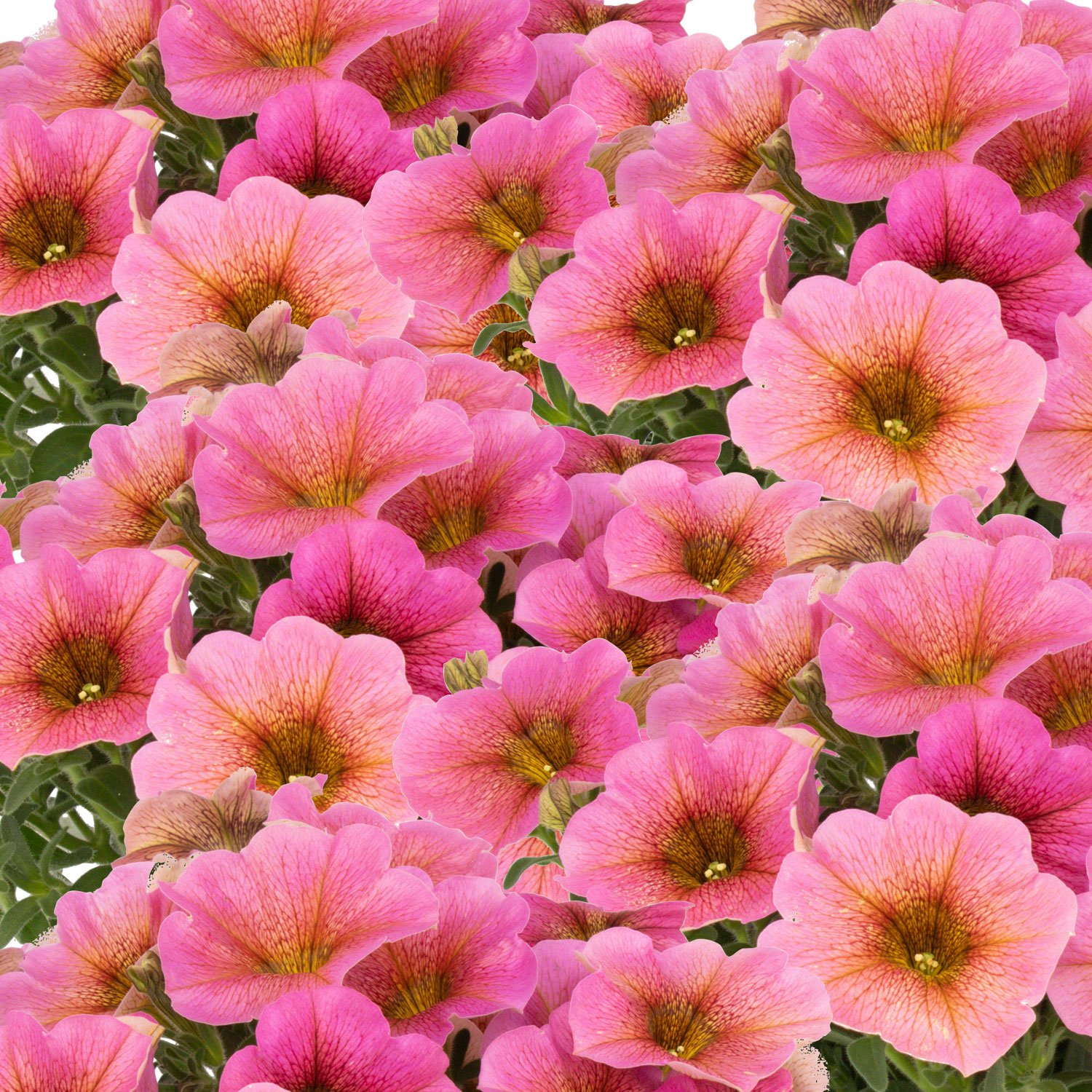 Petchoa Beautical® 'Trio' dunkelrot-hellgelb-pink, Topf-Ø 13 cm, 4er-Set