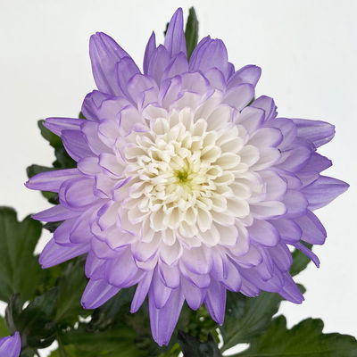 Chrysantheme 'Zembla Make-Upz® Uno Mix, Farben zufällig, Topf-Ø 13 cm, 3er-Set Chrysantheme 'Zembla Make-Upz® Uno Mix, Farben zufällig, Topf-Ø 13 cm, 3er-Set