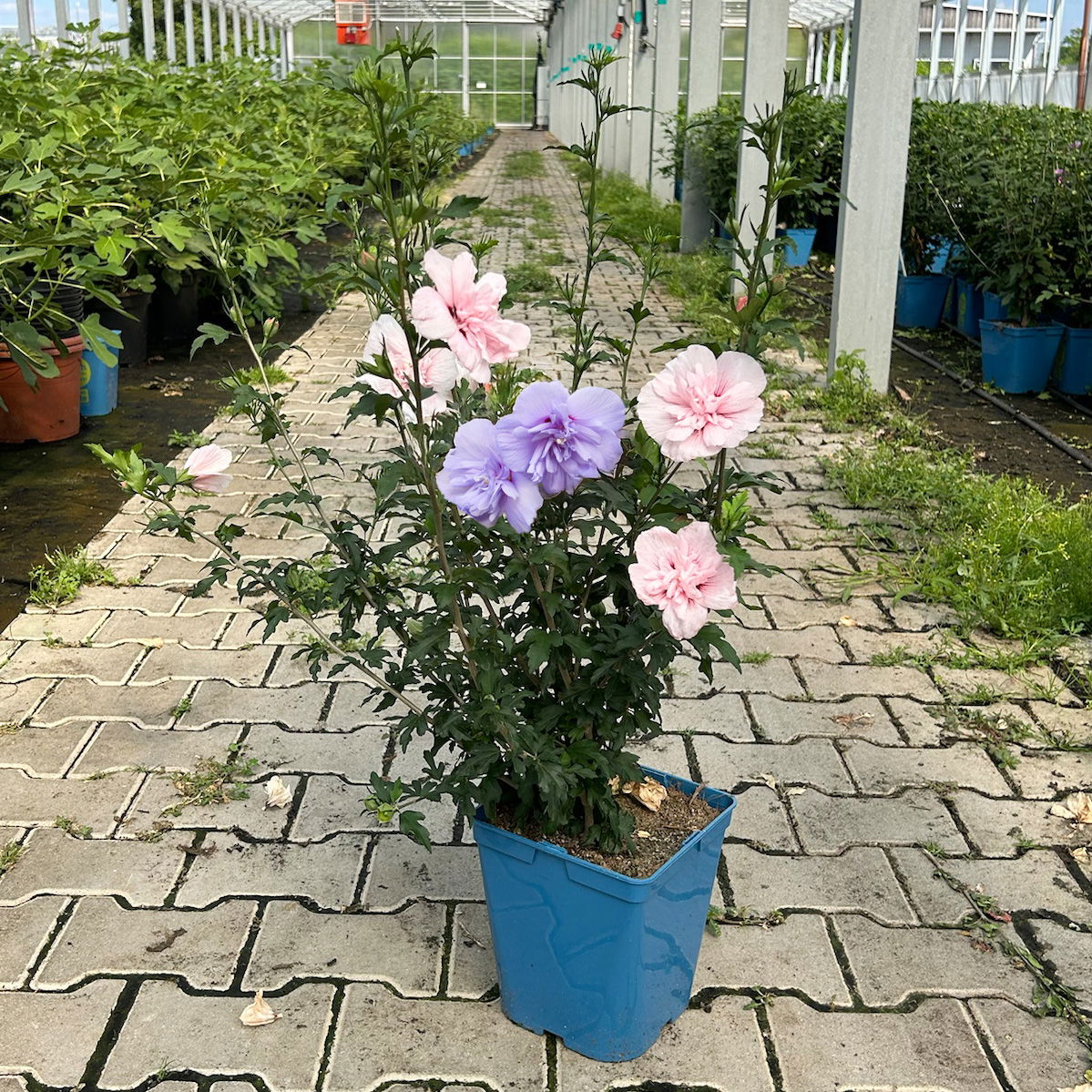 Duo-Gartenhibiskus 'Blue Chiffon®' und 'Pink Chiffon®', blau + pink, 5 lt. Topf