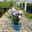 Duo-Gartenhibiskus 'Blue Chiffon®' und 'Pink Chiffon®', blau + pink, 5 lt. Topf
