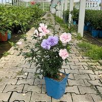 Duo-Gartenhibiskus 'Blue Chiffon®' und 'Pink Chiffon®', blau + pink, 5 lt. Topf