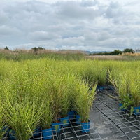 Bio Zebragras 'Zebrinus', Topf 5 Liter