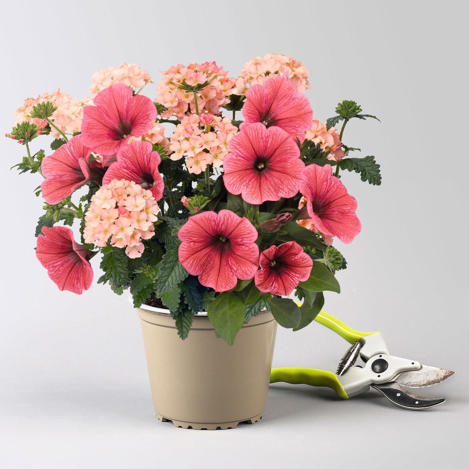 Eisenkraut/Petunien Duo, apricot, Topf-Ø 14 cm, 4 Pflanzen