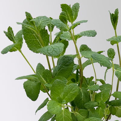 Spanische Minze, Kölle Bio, 12cm Topf, frisch aus unserer Bio-Gärtnerei Spanische Minze, Kölle Bio, 12cm Topf, frisch aus unserer Bio-Gärtnerei