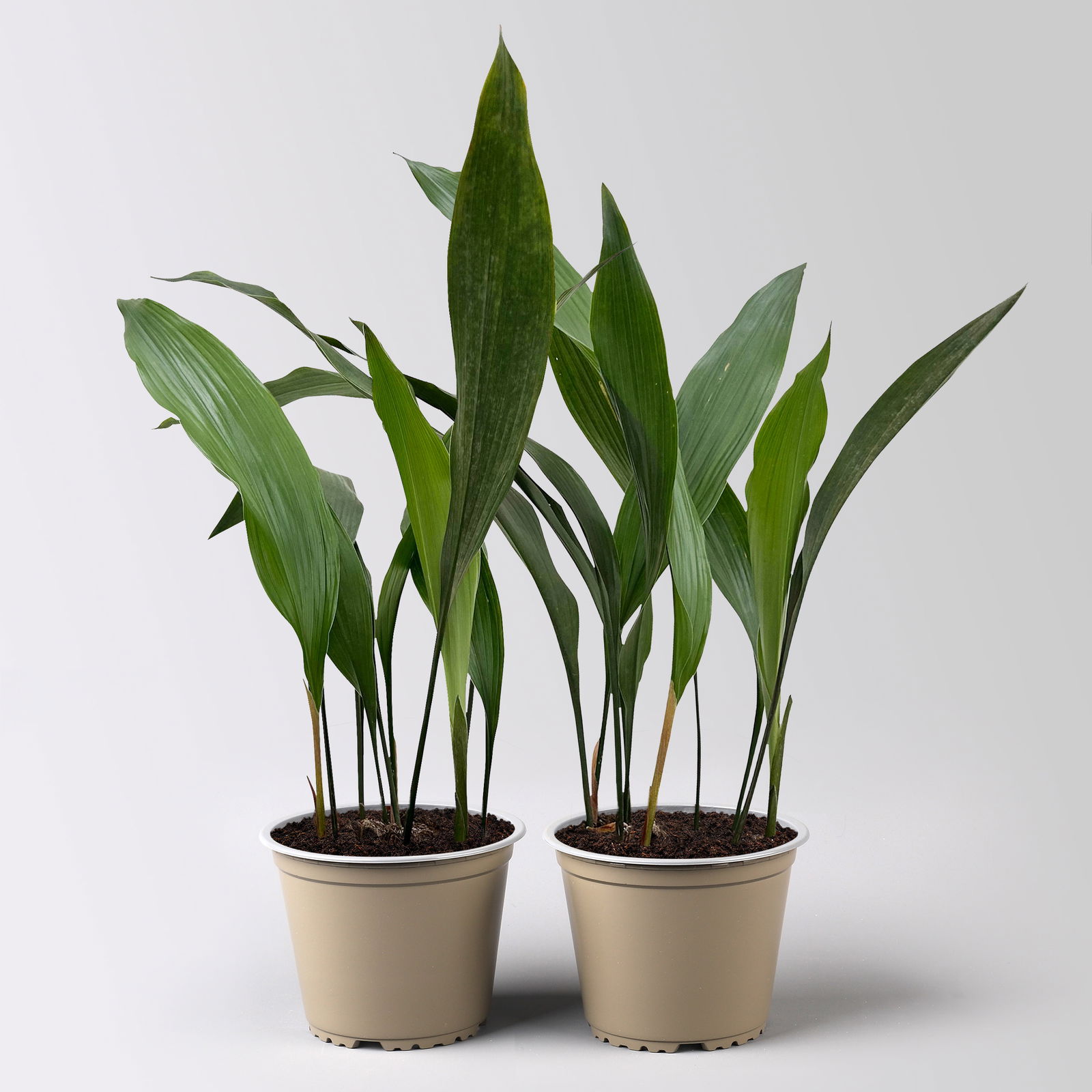 Schusterpalme, Topf-Ø 14 cm, Höhe ca. 50 cm, 2 Pflanzen