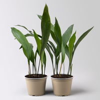 Schusterpalme, Topf-Ø 14 cm, Höhe ca. 50 cm, 2 Pflanzen